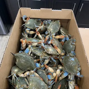 Got 1/2 bushel females