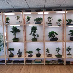 Bonsai Tree For Me
