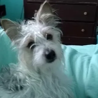 Hattie S.