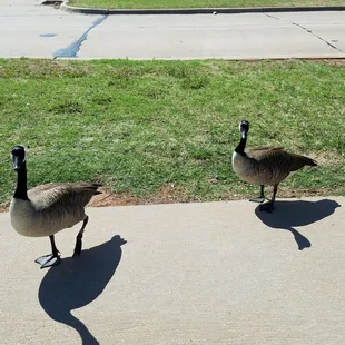 Geese poop everywhere!