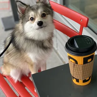 Hojicha Matcha Latte &amp; Koda.Bear.Pomsky!