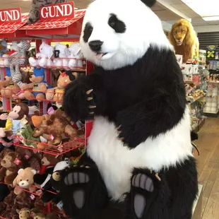 This is the largest panda bear I have ever seen
