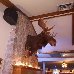 a moose head mounted on the wall
