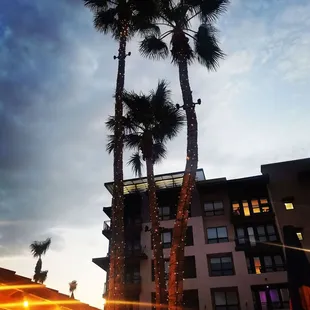 two palm trees in the evening