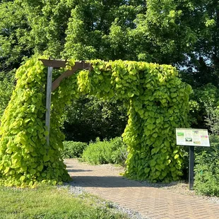 A weeping golden redbud at the entrance to our Pollinator garden.