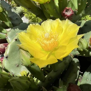 Prickly pear cactus at the Arboretum entrance