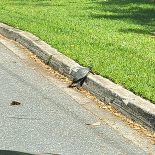 Local resident