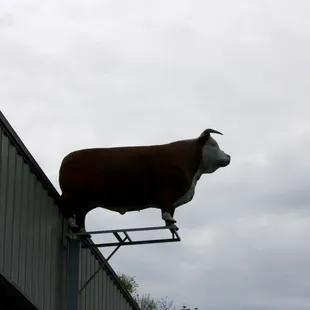 a cow on the roof
