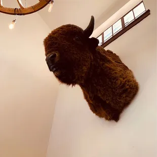 Very HUGE Buffalo