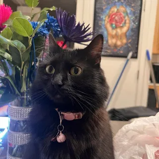 Savannah A.
