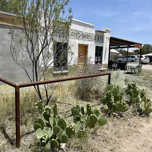 a cactus in front of a building