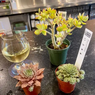So many plants of all sizes! From babies to bad boys