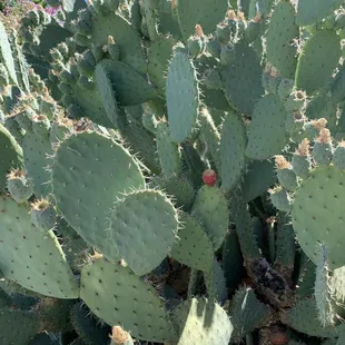 a cactus plant with a fruit on it