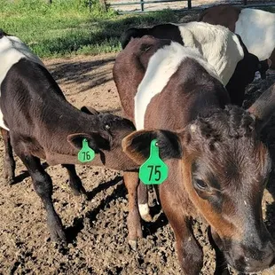 a herd of cows in a pen
