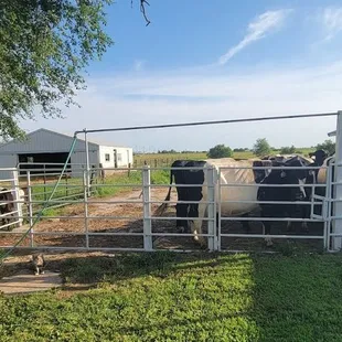 cows in a fenced in area