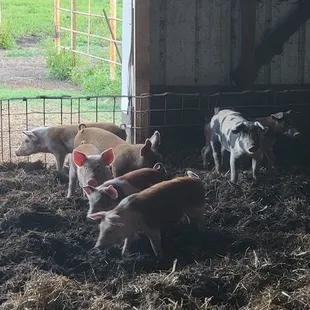 a herd of pigs in a barn