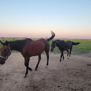 two horses walking along a dirt path