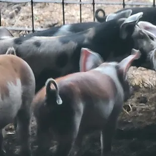 a herd of cows in a pen