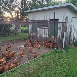 chickens in a fenced in area