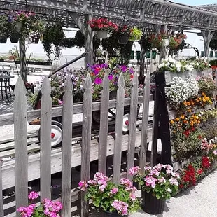 More flowers and garden plants.