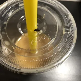 the surprise i spit out drinking my boba. A DEAD FLY.