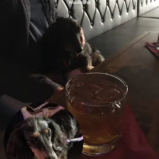 a dog and a glass of beer