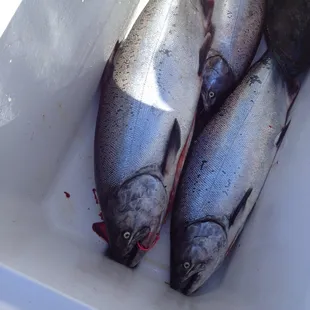 Salmon fishing was great!