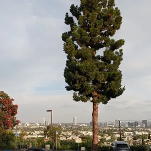 The partial view 7/30/21