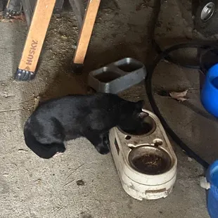 Boston Road Animal Clinic
