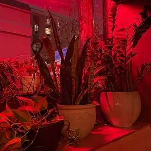 plants and a neon sign