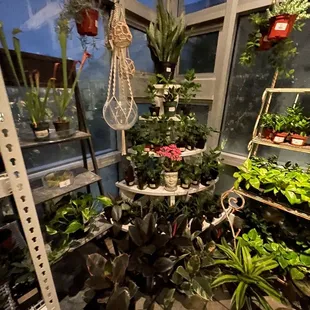 Gift sHop plants for sale