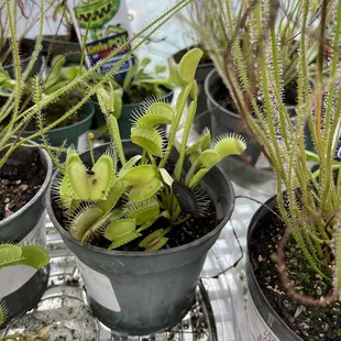 Want to buy a Venus Flytrap