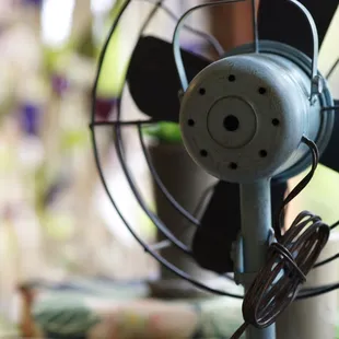 Are you a Botanica fan?