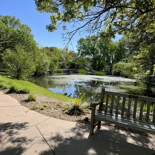 Duck Pond