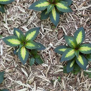Beautiful plants
