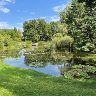 Pond