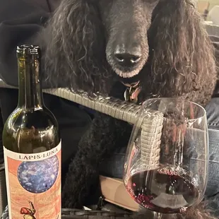 Birdie says " I give the wine two tails up"