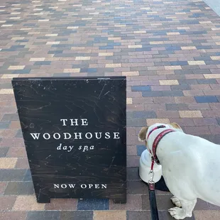 Pup pit stop for treats Ave water