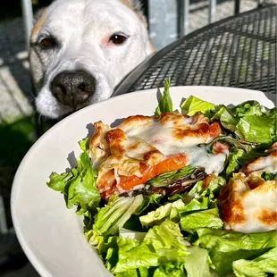 Frankie eyeing my Signature Portabella Mushroom Pizzas!