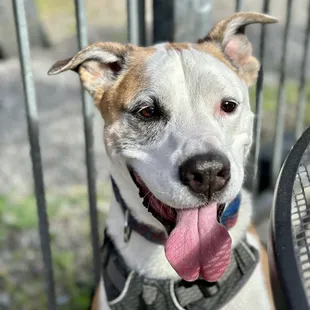 Great dog friendly patio!