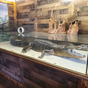 an alligator in a glass case