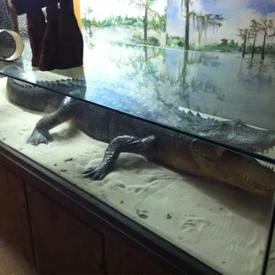 Gator by the front door