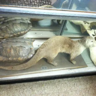 Display room just inside the front door to the right as you walk in