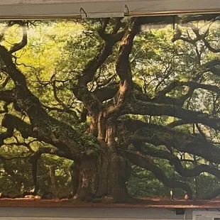 an oak tree
