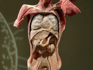 BODIES... The Exhibition