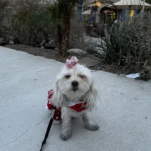 Gracie filthy and exhausted from walking around!