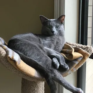 Caspian S.