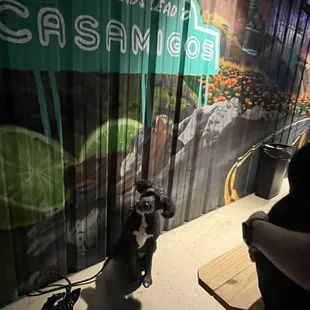 Patio is dog friendly