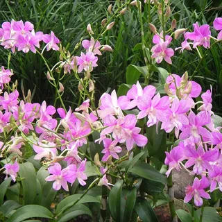 The French ninjas P.