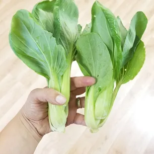 Locally grown bok choy.